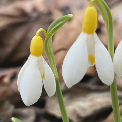 Primrose Warburg Preview