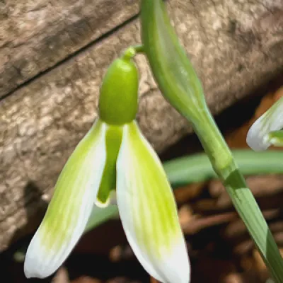 Virescens Preview