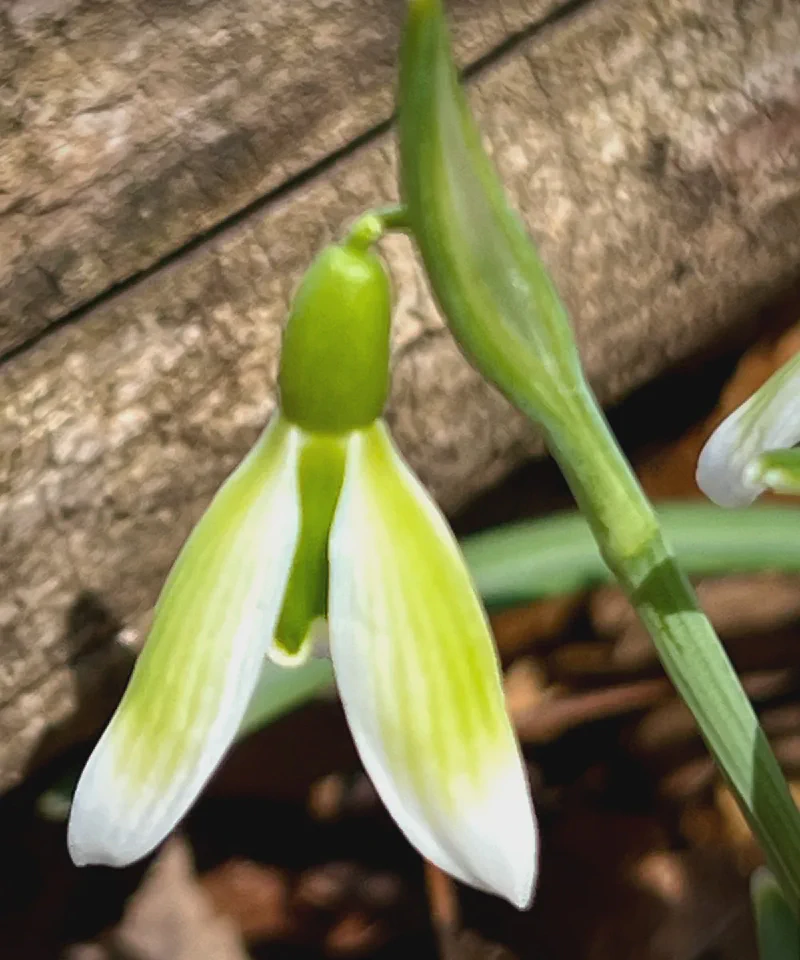 Virescens Main View